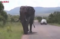 حمله فیل به خودروی حامل گردشگران