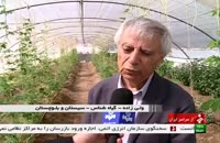 گیاهان دارویی در سیستان و بلوچستان