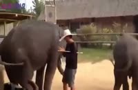 رقص فیل بامزه  جالب و خنده دار طنز