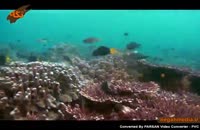 حیات دریایی مرجان ها