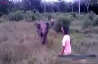 روش موثر برای متوقف کردن حمله فیل