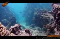 مرجان ها،موجودات آسیب پذیر