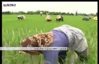 نشاط زنان شالیکار_کار تلاش کوشش+فیلم ویدیو کلیپ برنج