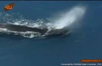 نهنگ اسپرم یا عنبر