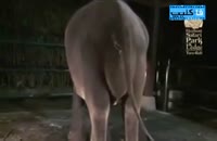 زایمان طبیعی فیل !!!