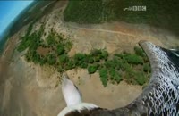 لحظه زیبای شکار فلامینگو توسط عقاب