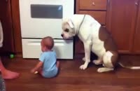 غذا دادن کودک به سگ