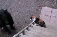 ویدئو جالب از گربه ها