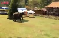 فیل مهربان از صاحبش دفاع می کند.