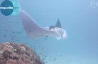 سفره ماهی غول پیکر در سواحل استرالیا
