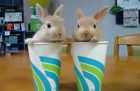 خرگوش های بازیگوش!!!