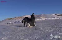 دنیای خنده دار پنگوئن ها