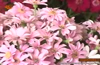 کلیپ گیاه شناسی : گل سینرر(نوروزی)