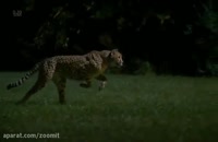 ویدئوی اسلوموشن دویدن یوزپلنگ (۱۲۰۰ فریم بر ثانیه)
