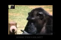 درگذشت شامپانزه سیگاری