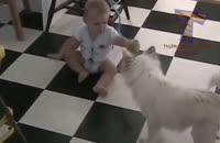 بازی بامزه ی سگ و نوزاد