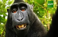 عکس جنجالی یک میمون خندان و مسئله کپی رایت برای حیوان ها