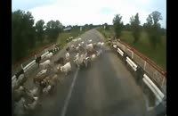 واقعه وحشتناک له کردن گوسفندان
