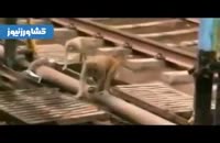 نجات یک میمون توسط همنوع خود