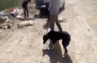 سگ کشی با اسید در شیراز!(+۱۸)
