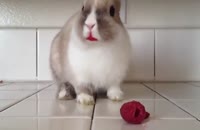 وقتی که خرگوش کوچولو تمشک می خوره