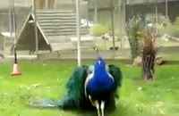 دم زیبای طاووس