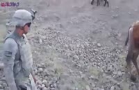 لگد شتر افغان به تفنگدار آمریکا