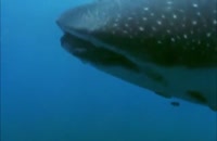بزرگترین ماهی جهان - کوسه نهنگ