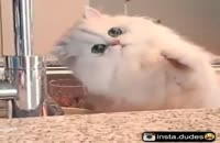 نگاه کردن گربه به چیکه کردن قطره آب