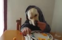 غذا خوردن سگی با دست های انسان (خنده داره)