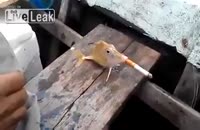 سیگار کشیدن ماهی