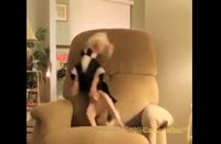 رقص جالب سگ خوشتیپ!