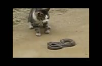 شکار مار توسط گربه