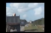 فرار خوک از داخل کامیون!