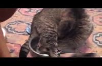 مشکل آب خوردن گربه