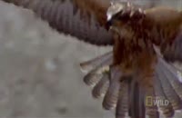 شکار مارمولک بزرگ توسط عقاب