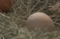 ویدیوی فوق العاده رشد جنین در داخل تخم