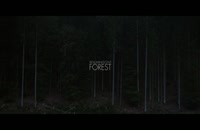 وقتی جنگل می درخشد