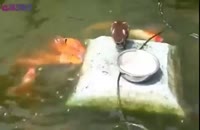 غذا دادن مرغابی به ماهی
