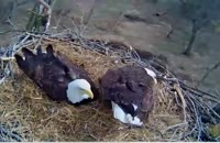 نگاه نزدیک : نگهداری عقاب از تخم هایش