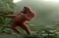 کلیپ رقص خشگل میمون