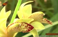 گونه هاي گياهي: گل ارکیده