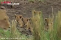فیلم شکار گروهی شیرها