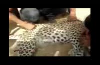 پوست کندن یوزپلنگ ایرانی در ملأعام