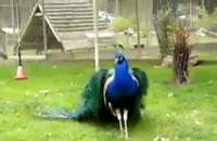 لحظه باز شدن پر طاووس
