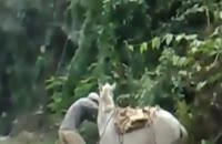 آموزش سوار شدن اسب و خر -  طنز